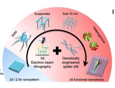最新突破 中國科學家以蜘蛛絲為材料，研發出革命性納米機器人