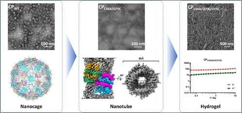 武漢病毒所等團隊在病毒衣殼蛋白組裝操控及免疫效應研究中取得重大突破 推動納米材料研發(fā)新方向
