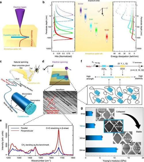 突破極限 中科院-上交大合作研發(fā)蜘蛛絲光刻膠，實現(xiàn)15納米三維電子束直寫